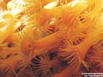 Porto Pino foto subacquee - 2005 - Margherite di mare (Parazoanthus axinellae), dettaglio - 1 cm l'una