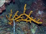 Porto Pino foto subacquee - 2005 - Spugna Axinella Polypoides, 50 cm