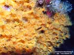 Porto Pino foto subacquee - 2005 - Magherite di mare(Parazonathus axinellae), Secca di Cala Piombo