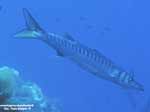 Porto Pino foto subacquee - 2005 - Bel barracuda del Mediterraneo (Sphyraena viridensis)
