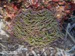 Porto Pino foto subacquee - 2005 - Grosso anemone di mare (Actinia viridis)