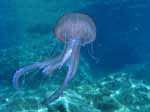 Porto Pino foto subacquee - 2006 - Medusa Vespa di mare (Pelagia noctiluca), comune e urticante