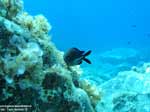 Porto Pino foto subacquee - 2005 - Castagnola (Chromis Chromis) in pochi metri d'acqua