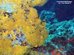 Porto Pino foto subacquee - 2005 - Margherite di mare (Parazoanthus axinellae) presso la Secca di Cala Piombo