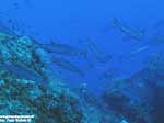 Porto Pino foto subacquee - 2005 - Branco di barracuda del Mediterraneo (Sphyraena viridensis)