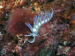 Porto Pino foto subacquee - 2006 - Nudibranco Cratena peregrina