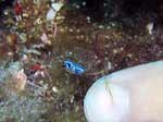 Porto Pino foto subacquee - 2006 - Minuscolo nudibranco doride tricolore (?)(Hypselodoris tricolor)