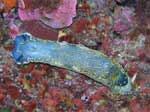 Porto Pino foto subacquee - 2006 - Nudibranco Hypselodoris picta, 10 cm