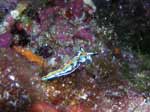 Porto Pino foto subacquee - 2006 - Mollusco Thuridilla hopei (?)
