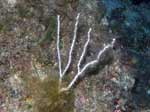 Porto Pino foto subacquee - 2006 - C.Teulada, gorgonia bianca (Eunicella singularis), alquanto rara nella zona