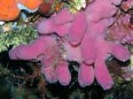 Porto Pino foto subacquee - 2006 - Spugna rosa Haliclona mediterranea