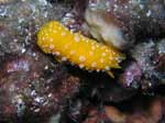 Porto Pino foto subacquee - 2006 - Nudibranco Fillidia (Phyllidia flava)