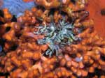 Porto Pino foto subacquee - 2006 - Anemone (non identificato) in mezzo al Falso Corallo (Myriapora truncata)