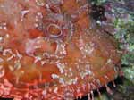 Porto Pino foto subacquee - 2006 - Dettaglio della testa di un grosso scorfano rosso