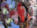 Porto Pino foto subacquee - 2006 - Due esemplari di patata di mare (Halocynthia papillosa)