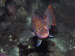 Porto Pino foto subacquee - 2006 - Comunissima perchia (Serranus cabrilla)