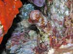 Porto Pino foto subacquee - 2006 - Mollusco Vermeto o Vermetide grande (Serpulorbis arenaria), chiuso nel suo tubo, con l'opercolo visibile)