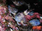 Porto Pino foto subacquee - 2006 - Bavosa Ruggine, 10 cm (Parablennius gattorugine))