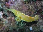 Porto Pino foto subacquee - 2006 - Nudibranco Hypselodoris picta