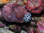 Porto Pino foto subacquee - 2006 - Nudibranco Vacchetta di mare (Discodoris atromaculata) - 5 cm - sul suo cibo preferito (la spugna Petrosia)