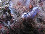 Porto Pino foto subacquee - 2006 - Nudibranco Cratena peregrina, poco sotto il pelo dell'acqua (P.Menga)