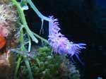 Porto Pino foto subacquee - 2006 - Nudibranco Flabellina affinis, C.Galera (C.Teulada)