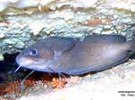 Porto Pino foto subacquee - 2005 - Musdea, o Mostella (Phycis phycis) , 25 cm