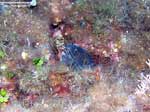 Porto Pino foto subacquee - 2005 - Piccola murena che fa capolino dalla sua tana . A sinistra, alghe monetine di mare (Halimeda tuna)
