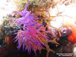 Porto Pino foto subacquee - 2005 - Nudibranco Flabellina affinis molto ingrandito (dimensioni circa 2,5 cm)