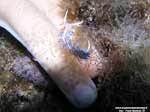 Porto Pino foto subacquee - 2005 - Nudibranco Cratena (Cratena peregrina). Si notino le dimensioni rapportate alle dita della mano