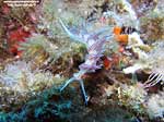 Porto Pino foto subacquee - 2005 - Nudibranco Cratena (Cratena peregrina), 2-3 cm 