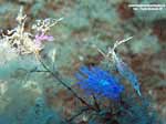 Porto Pino foto subacquee - 2005 - Nudibranchi Cratena e Flabellina. A sinistra, uova di flabellina