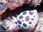 Porto Pino foto subacquee - 2005 - Nudibranco Vacchetta di mare (Discodoris atromaculata) - 5 cm - sul suo cibo preferito (la spugna Petrosia)