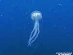 Porto Pino foto subacquee - 2005 - Medusa Vespa di mare (Pelagia noctiluca)