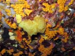 Porto Pino foto subacquee - 2013 - Spugna gialla a rete o clatrina (Clathrina clathrus)