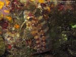 Porto Pino foto subacquee - 2013 - Bavosa ruggine (Parablennius gattorugine)