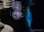 Porto Pino foto subacquee - 2013 - Medusa Vespa di mare (Pelagia noctiluca)