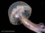 Porto Pino foto subacquee - 2013 - Medusa Vespa di mare (Pelagia noctiluca)