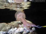 Porto Pino foto subacquee - 2013 - Medusa Vespa di mare (Pelagia noctiluca)