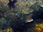 Porto Pino foto subacquee - 2013 - Corvina (Sciaena umbra)