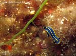Porto Pino foto subacquee - 2013 - Nudibranco Doride tricolore (Hypselodoris tricolor)