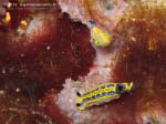 Porto Pino foto subacquee - 2013 - Due bellissimi nudibranchi Hypselodoris fontandraui (2 cm)