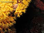 Porto Pino foto subacquee - 2013 - Spettacolare parete di Margherite di mare (Parazoanthus axinellae)