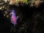 Porto Pino foto subacquee - 2013 - Nudibranco flabellina (Flabellina affinis)