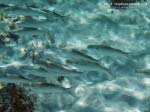 Porto Pino foto subacquee - 2013 - Piccoli muggini (Mugil cephalus)