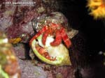 Porto Pino foto subacquee - 2013 - Paguro Bernardo l'eremita (Dardanus calidus)