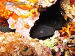 Porto Pino foto subacquee - 2013 - Murena (Muraena helena)