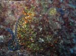Porto Pino foto subacquee - 2013 - Murena fuori dalla tana (Muraena helena)