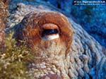 Porto Pino foto subacquee - 2009 - Occhio di un grosso polpo fotografato da molto vicino