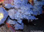 Porto Pino foto subacquee - 2009 - Sulle vecchie lamiere del relitto Dino, magnifica spugna Anchinoe azzurra (Phorbas tenacior)